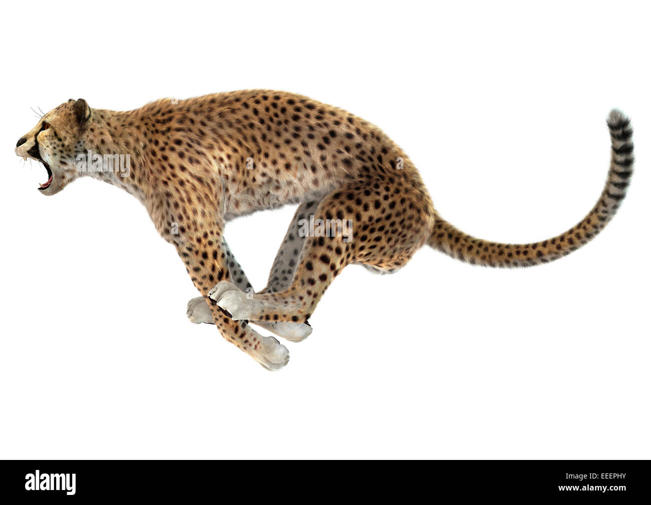 3D digital render of a jumping cheetah isolated on white background Stock Photo