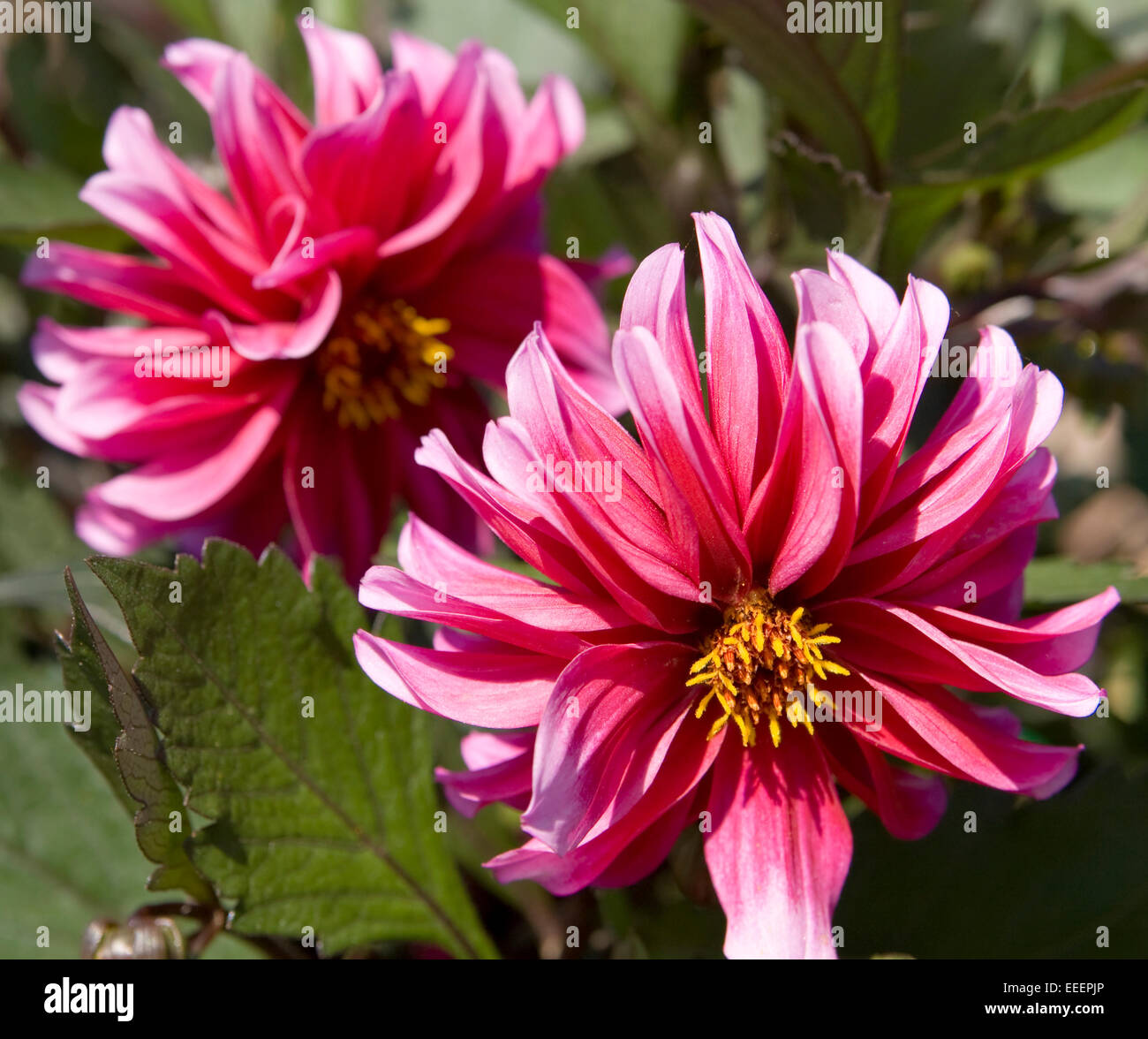Two flowers pink dahlia on green leaves background Stock Photo - Alamy