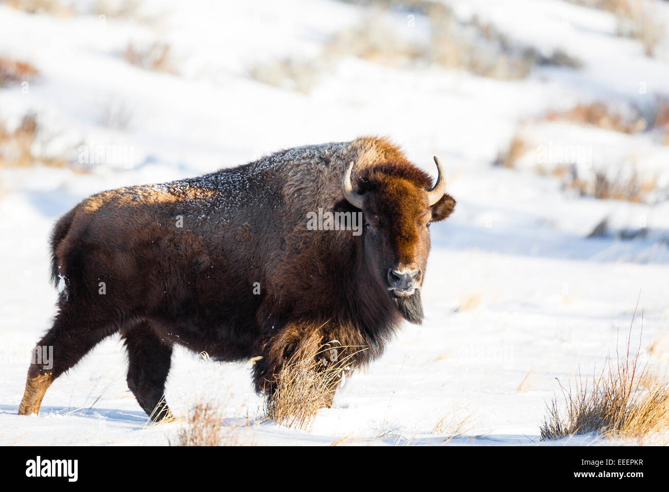 YELLOWSTONE, USA American bison (bison bison) in snow Stock Photo - Alamy