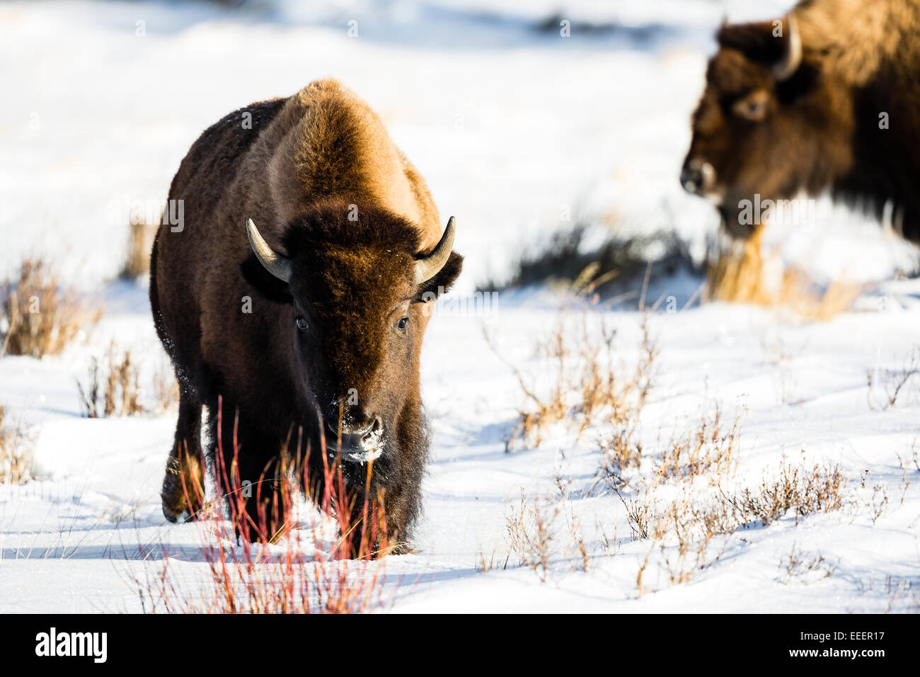 YELLOWSTONE, USA American bison (bison bison) in snow Stock Photo - Alamy