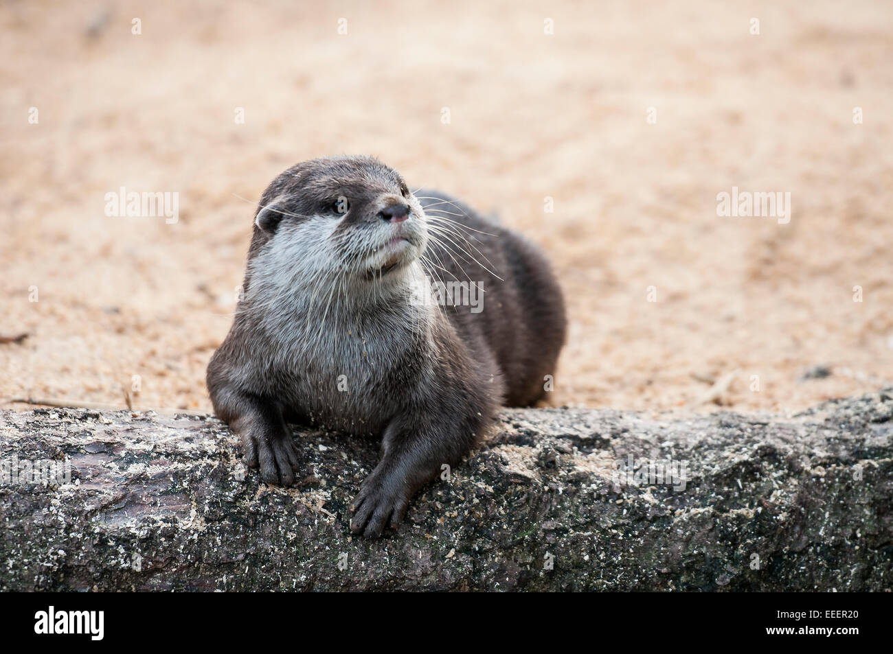 Otter in Captivity Stock Photo