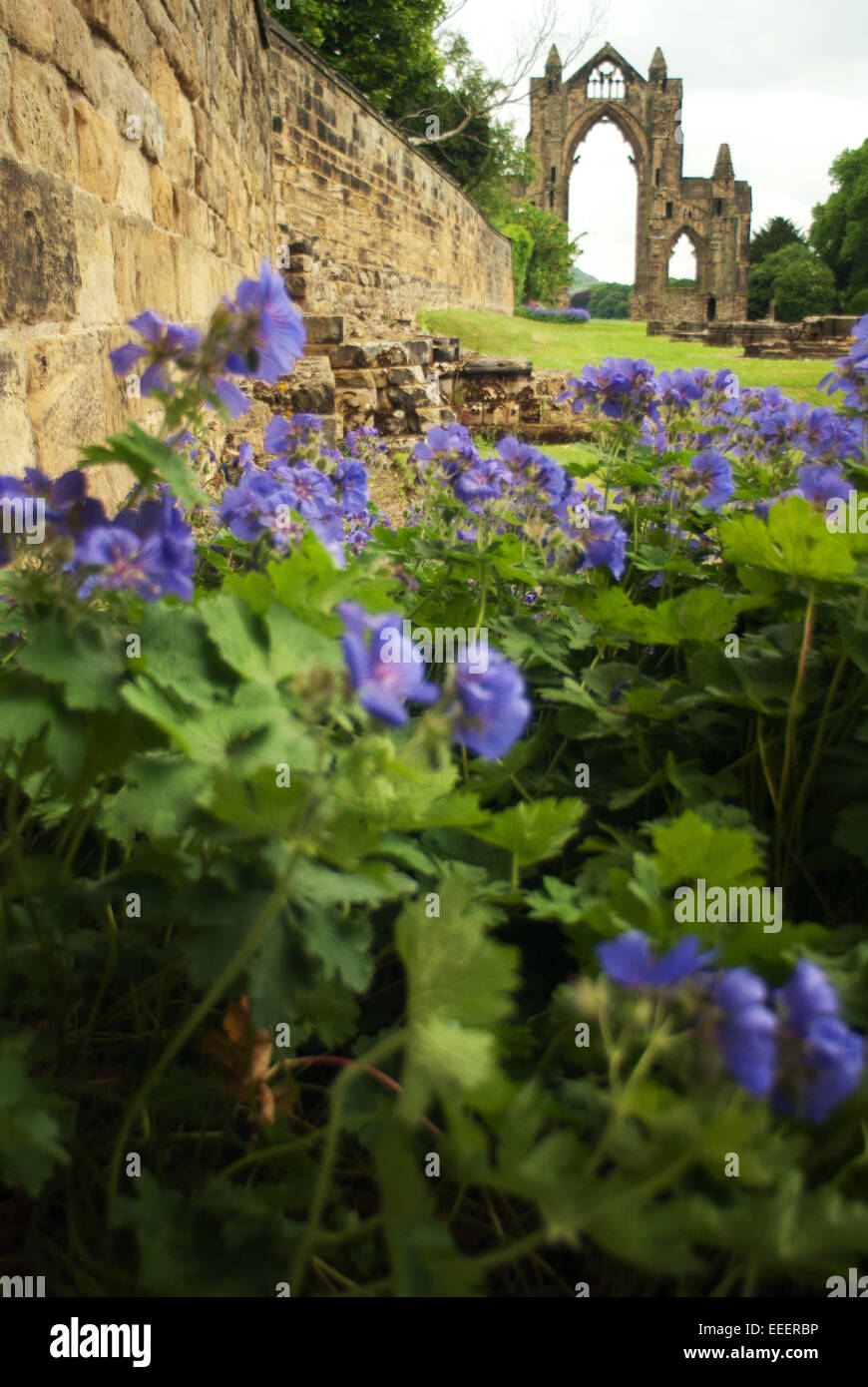 Guisborough Priory, Yorkshire Stock Photo Alamy