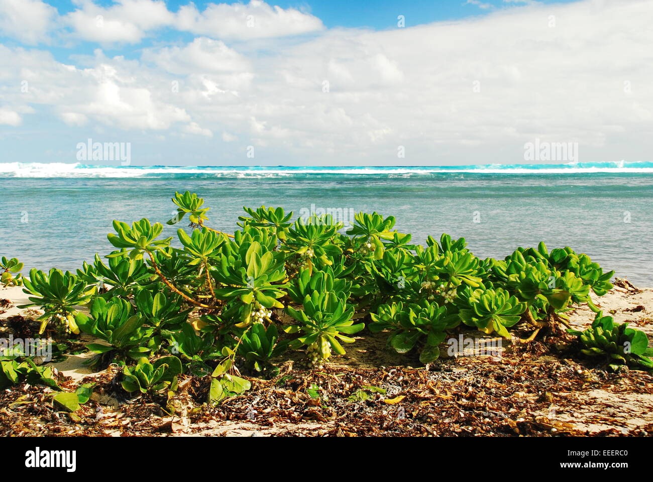 Beach plants growing on the sand with colorful aquamarine