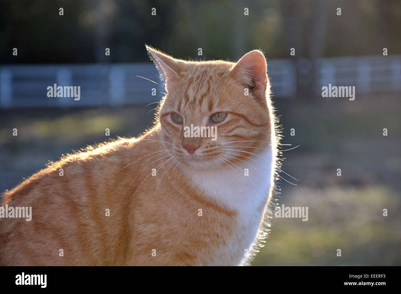 Tabby cat in the sun hi-res stock photography and images - Alamy