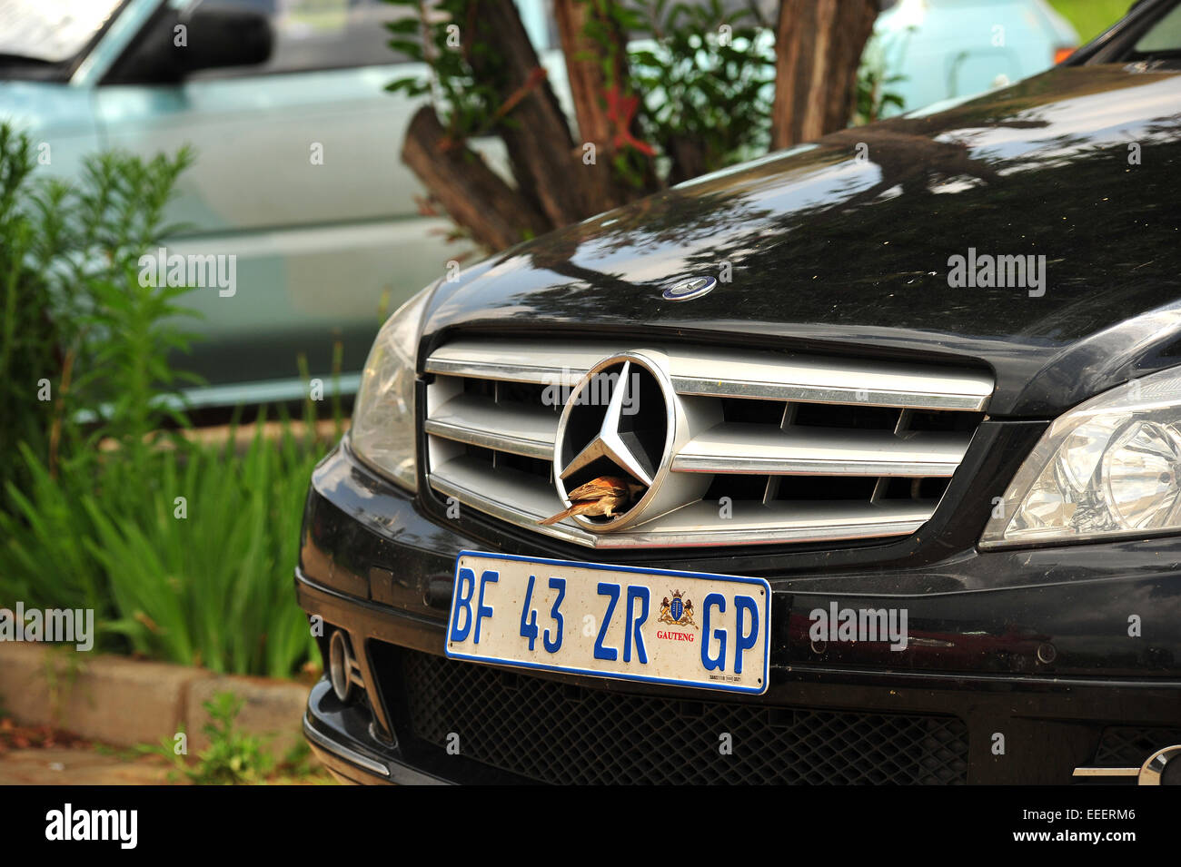 A small bird shelters from the strong South African sun behind the grill of a Mercedes in Johannesburg. Stock Photo
