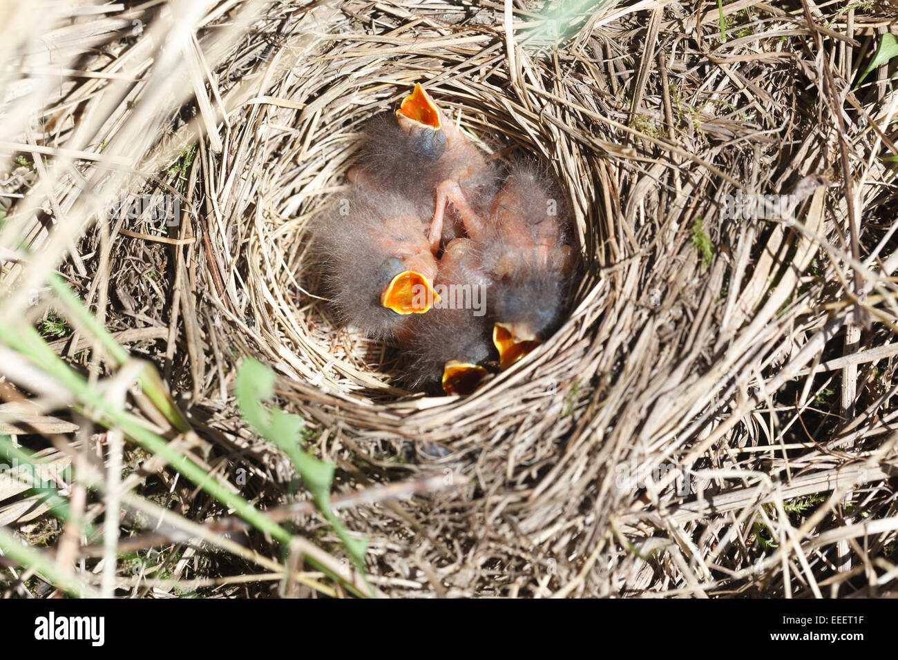 Anthus trivialis. The nest of the Tree Pipit in nature. Russia, the Ryazan region (Ryazanskaya oblast), the Pronsky District. Stock Photo