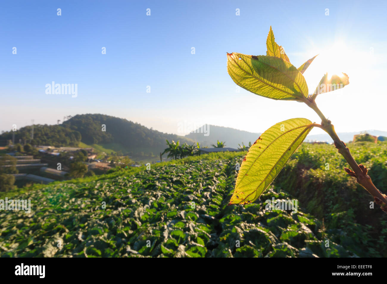 cabbage field and sunshrine at Monjam ,Chiangmai ,Thailand Stock Photo