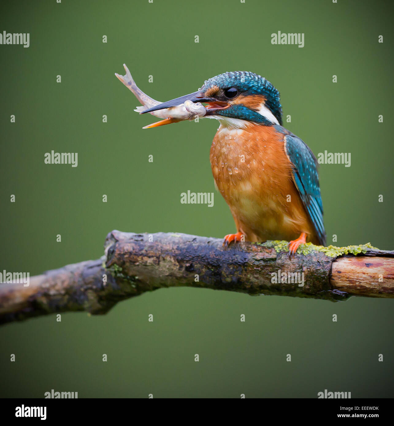 Female Kingfisher with fish catch in bill resting on perch Stock Photo ...