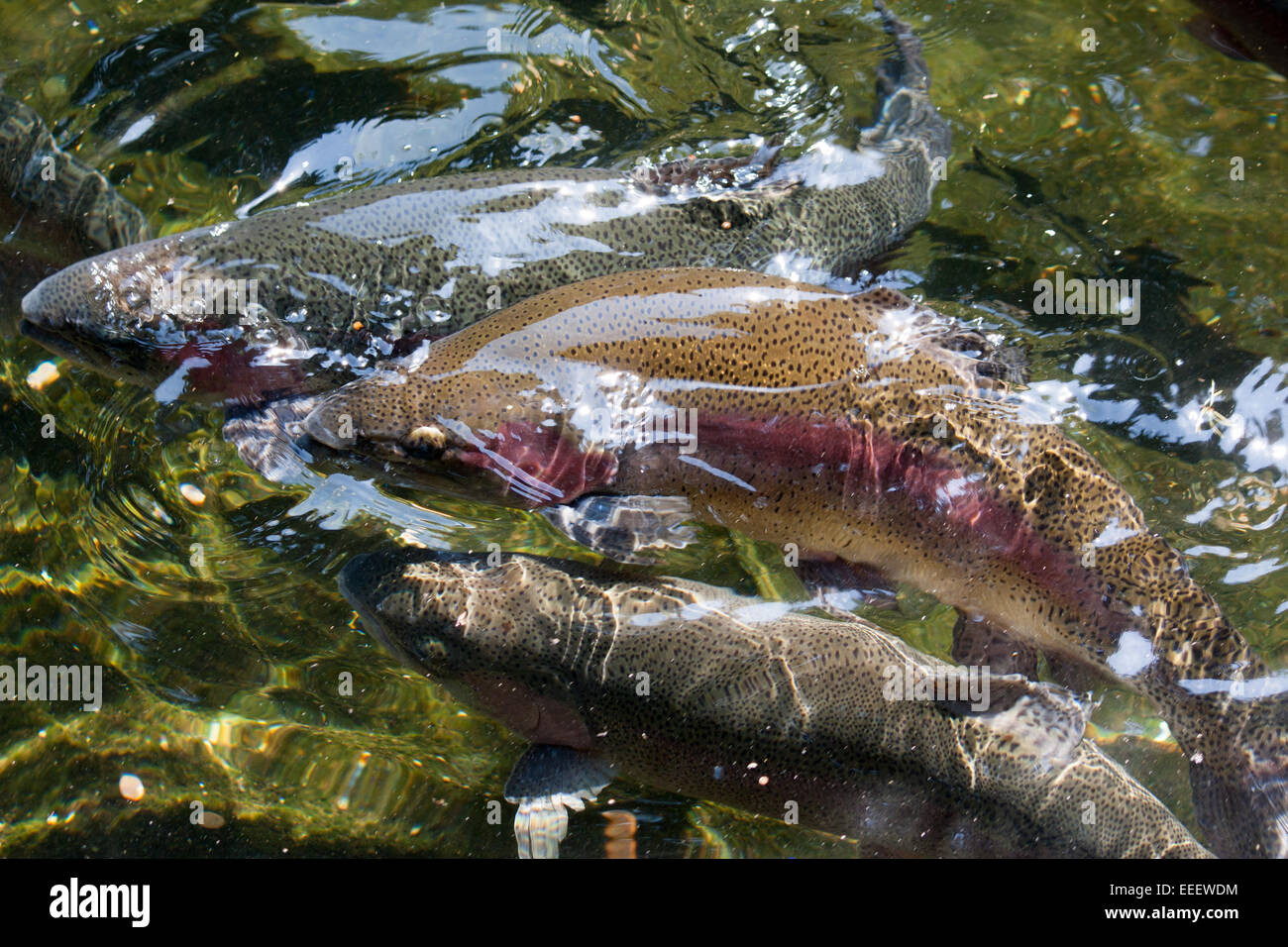 Salmon at Bonneville Dam hatchery Stock Photo Alamy