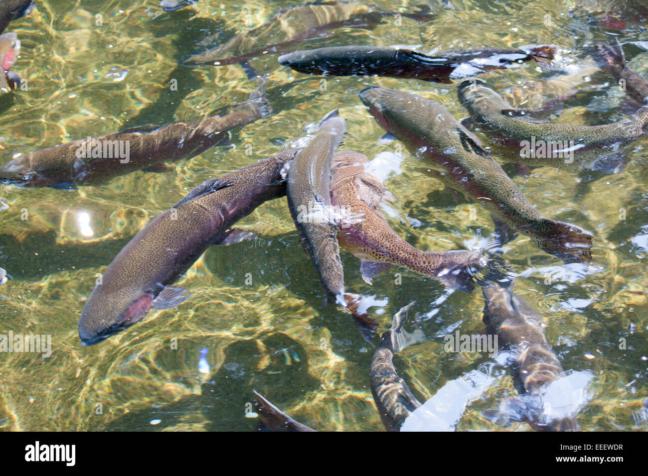 Salmon at Bonneville Dam hatchery Stock Photo Alamy