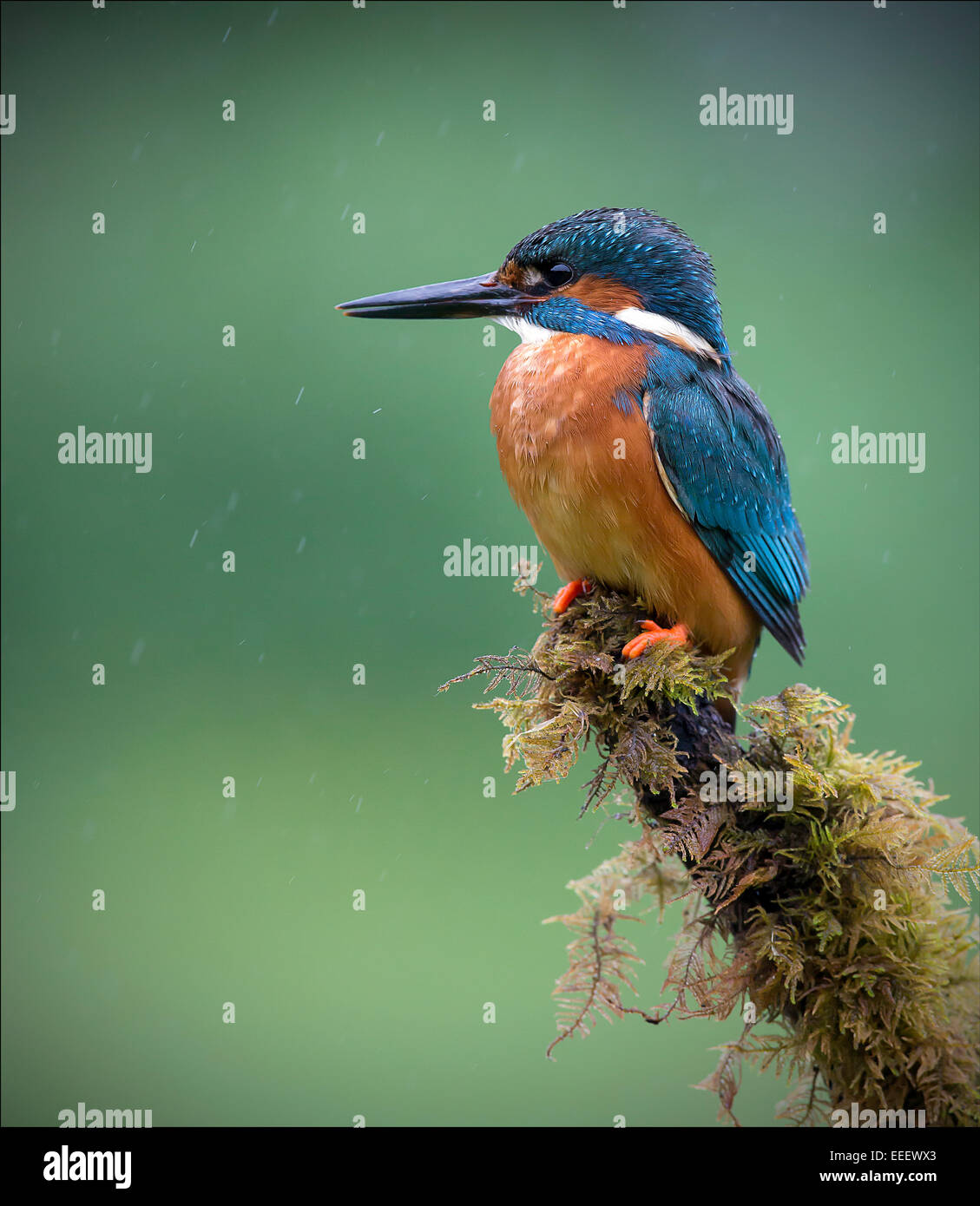 A male Kingfisher on lichen covered perch in very light rain Stock Photo