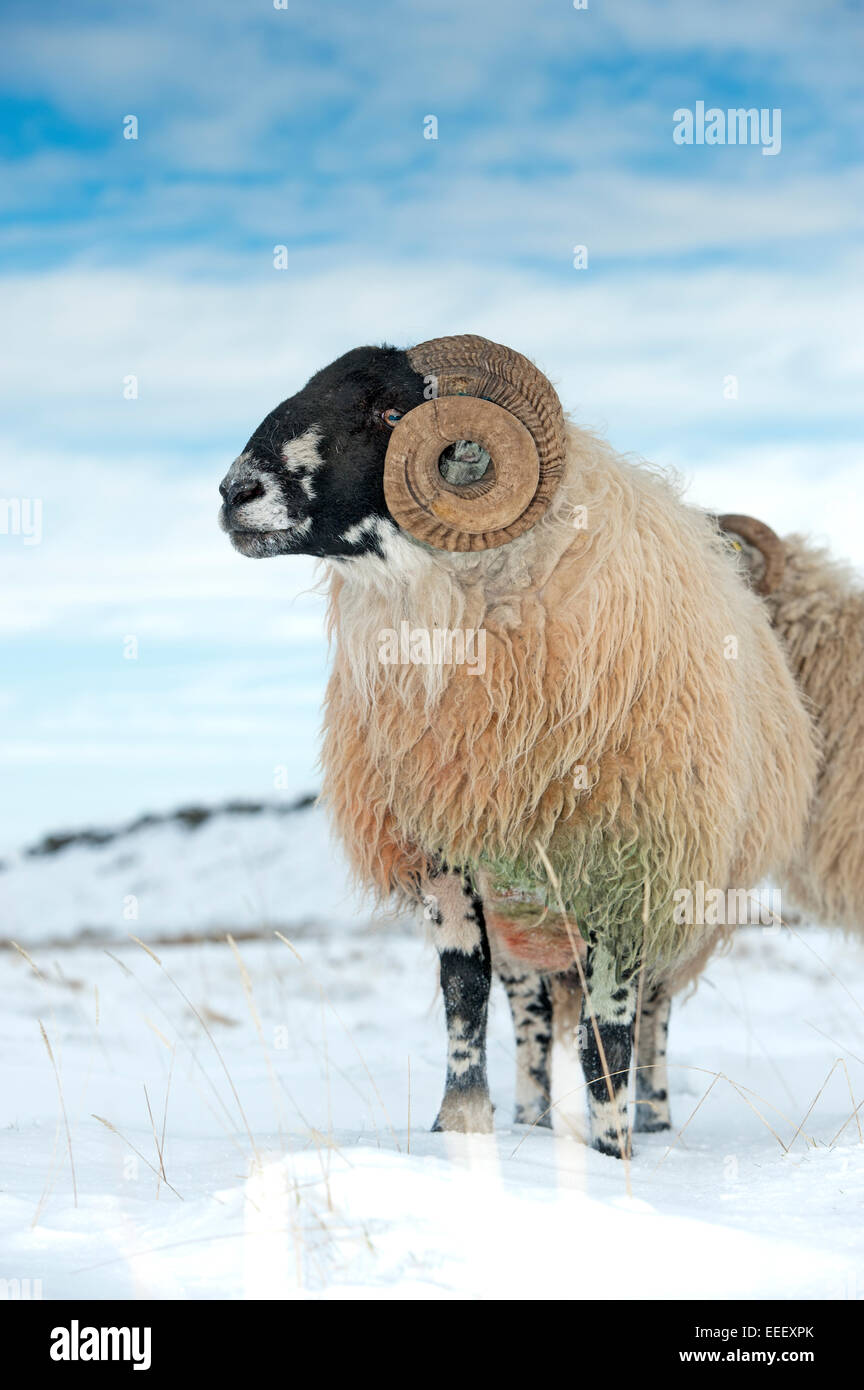 Ostheimer Moorland Ram main image 1