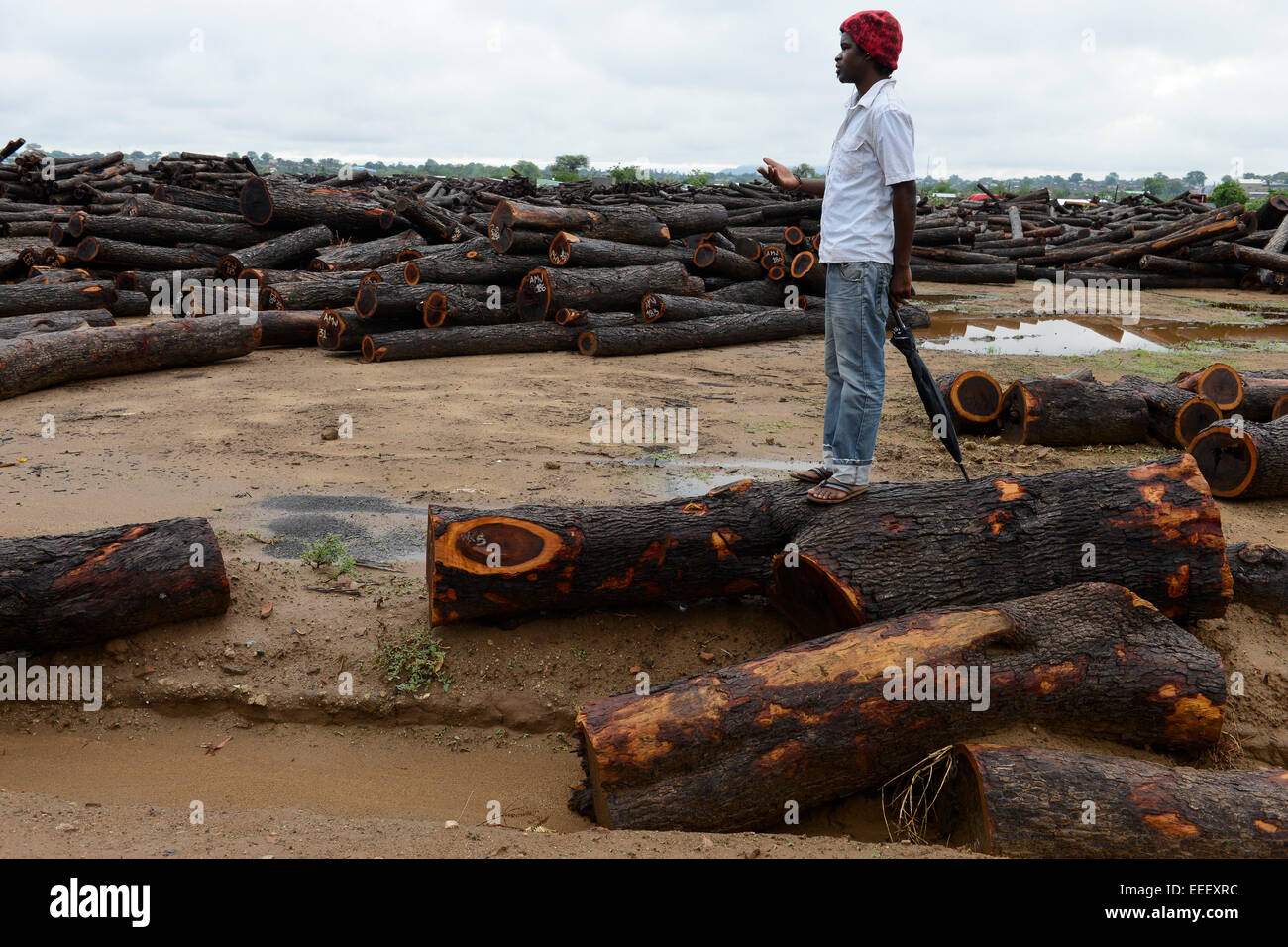 MOZAMBIQUE, Beira Corridor, timber trade of chinese companies for export to China, loading and truck transport of logged trees from Tete province to harbor Beira / MOSAMBIK, Beira Korridor, Holzhandel von chinesischen Firmen fuer Export nach China, Verladung und LKW Transport von Baumstaemmen aus der Provinz Tete zum Hafen Beira, Kahlschlag in Mosambik, taeglich kommen hunderte Lastwagen mit Holz in Beira an Stock Photo