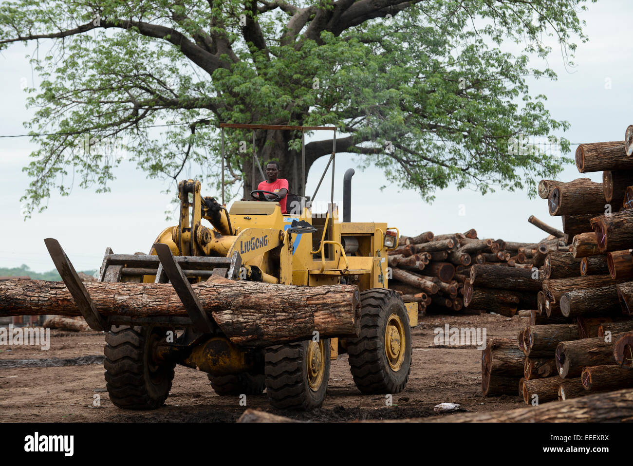 MOZAMBIQUE, Beira Corridor, timber trade of chinese companies for export to China, loading and truck transport of logged trees from Tete province to harbor Beira, behind Baobab tree / MOSAMBIK, Beira Korridor, Holzhandel von chinesischen Firmen fuer Export nach China, Verladung und LKW Transport von Baumstaemmen aus der Provinz Tete zum Hafen Beira, Kahlschlag in Mosambik, taeglich kommen hunderte Lastwagen mit Holz in Beira an, Hintergrund Baobab Baum Stock Photo