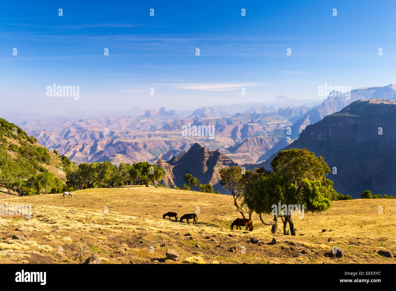 Panoramic view from the Simien Mountains National Park overlooking the Ethiopian plateau. Wild horse grazing. Stock Photo