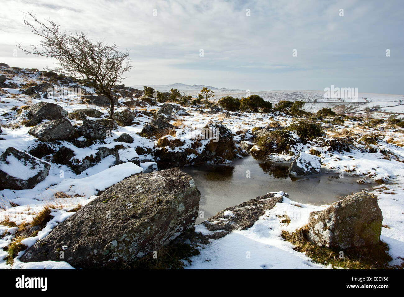 Hawthorn tree and small pond on the slopes Belstone Tor in winter Dartmoor National Park Devon Uk Stock Photo