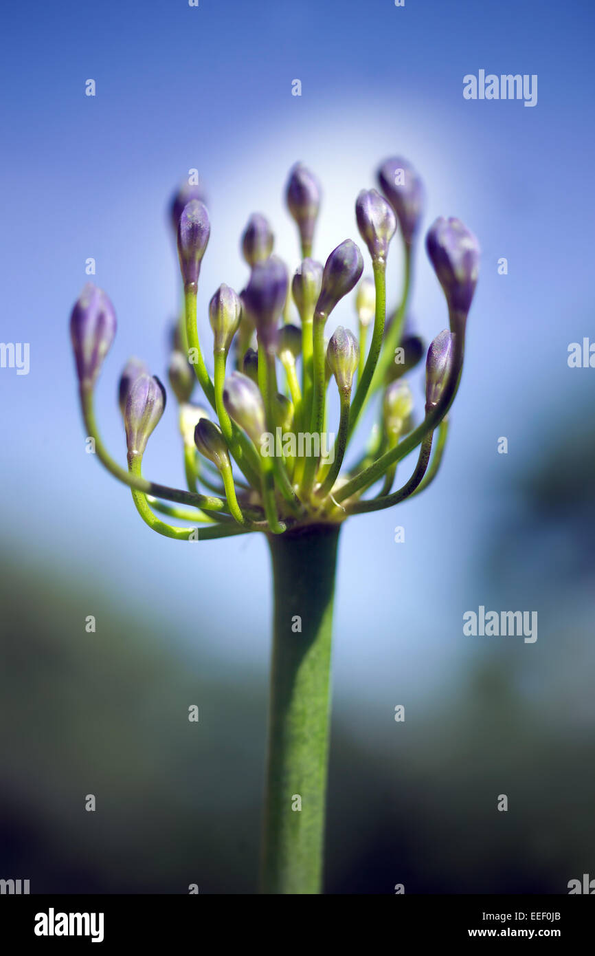 Unopened blue Allium Stock Photo