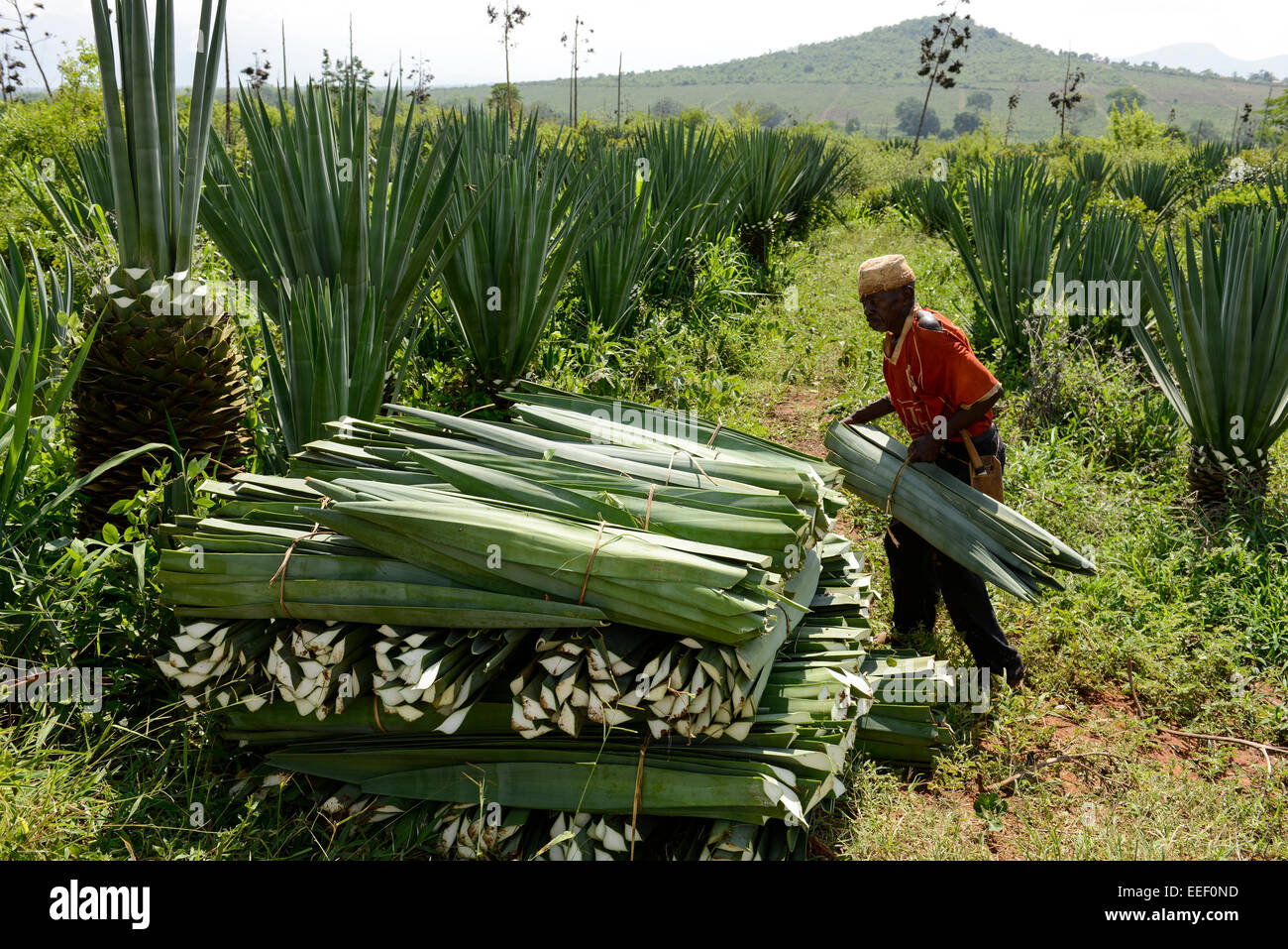 TANZANIA, Tanga, Korogwe, Sisal plantation in Kwalukonge, farm worker