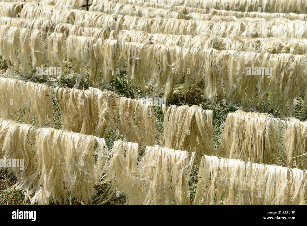 TANZANIA, Tanga, Korogwe, Sisal plantation, after harvest and processing  the fibre of sisal leaves are dried in the sun Stock Photo