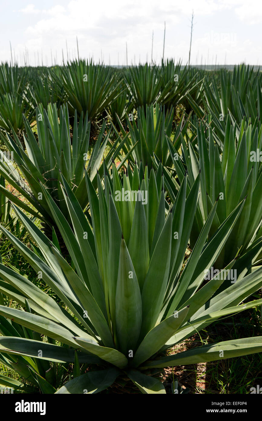 Sisal plant hi-res stock photography and images - Alamy