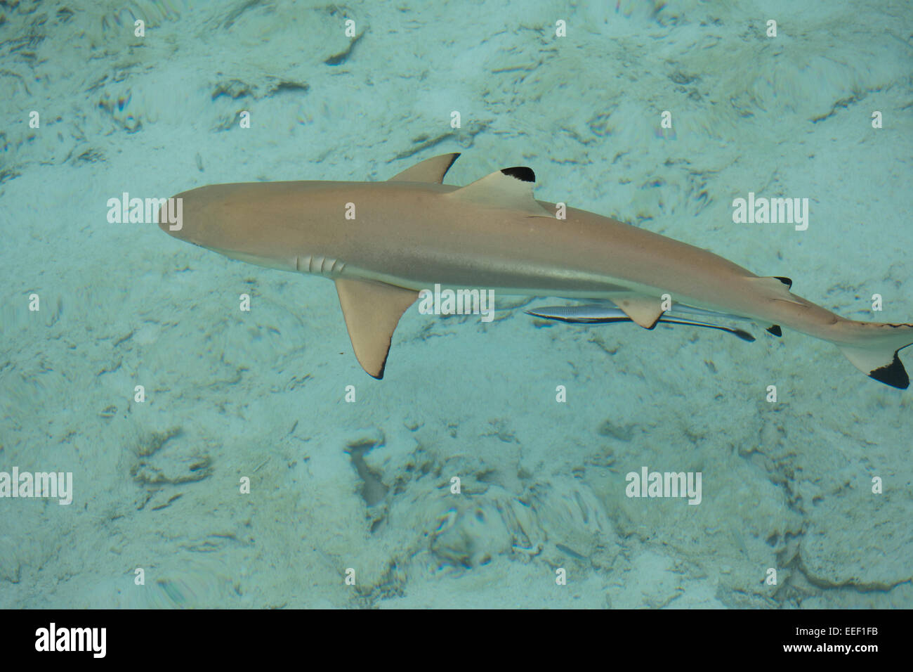 Bora Bora Wild Life High Resolution Stock Photography And Images Alamy
