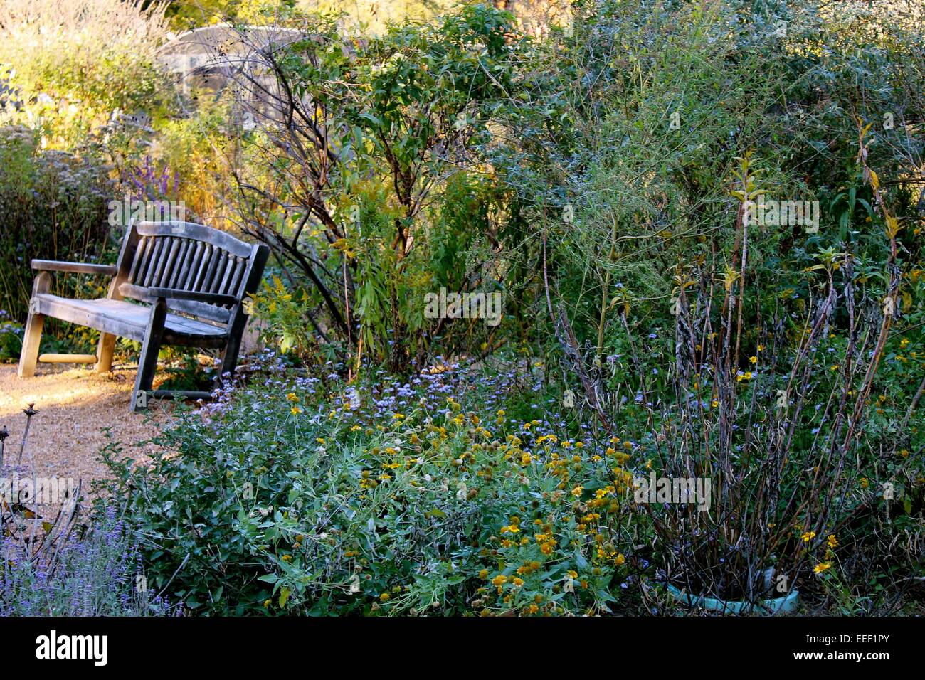 Verticle shot in lavender garden sunset just out side of Dallas Stock Photo