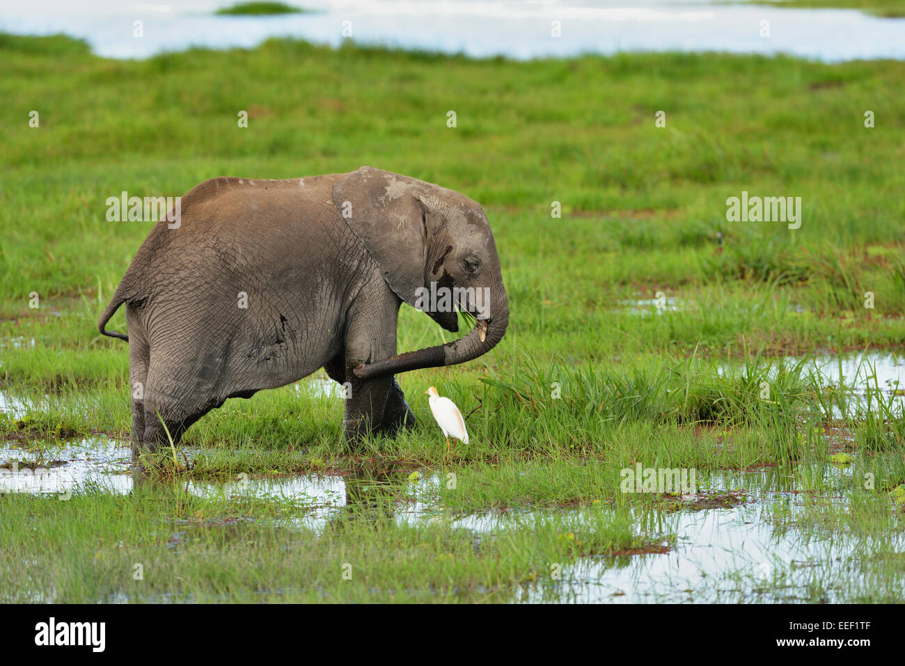 African elephant feeding in a swamp at Amboseli, Amboseli National Park Stock Photo