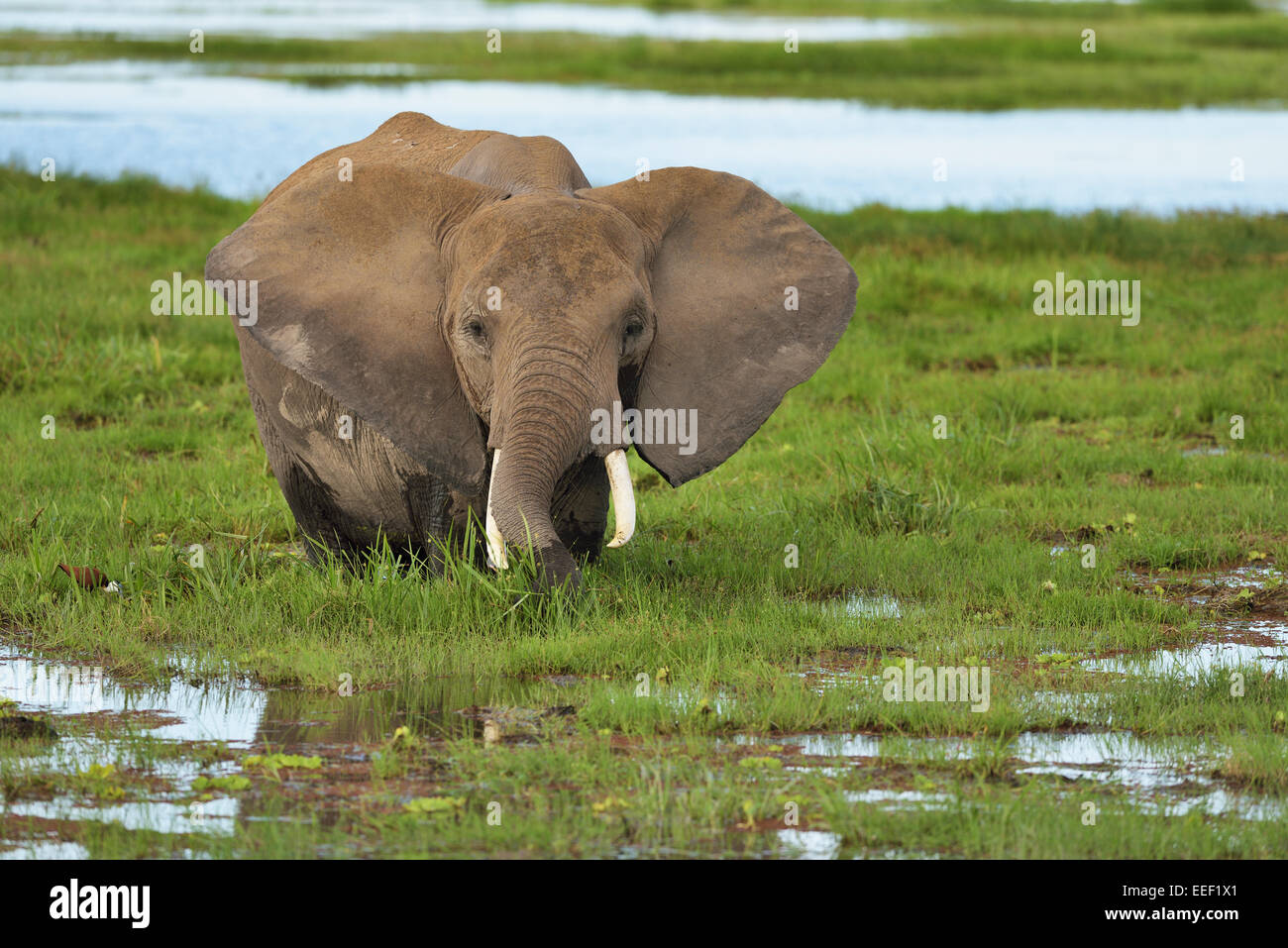 African elephant feeding in a swamp at Amboseli, Amboseli National Park Stock Photo