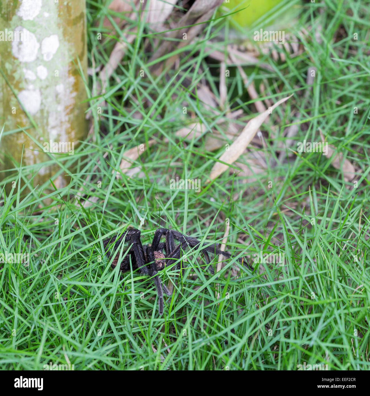 Brown Aphonopelma tarantula at the garden Stock Photo
