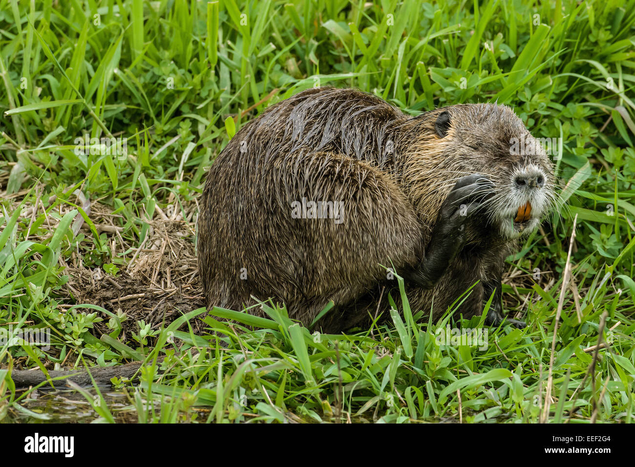 Coypu, also known as the river rat or nutria, is a large, omnivorous, semi-aquatic rodent. Stock Photo