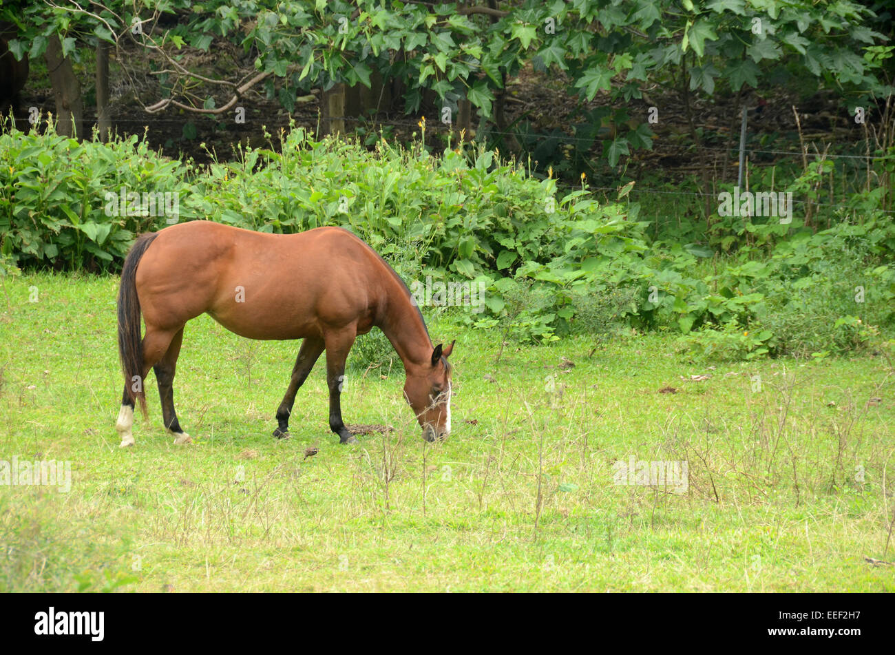 Brown horse in lush tropical farm grazing Stock Photo