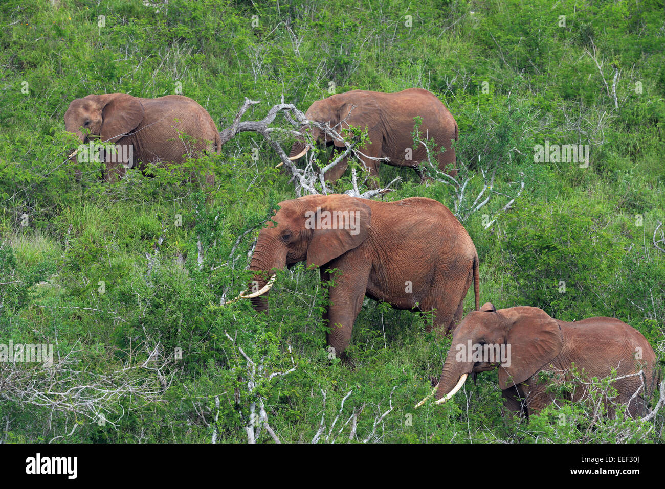 Red colored African elephant herd feeding bushes, Tsavo National Park, Kenya Stock Photo