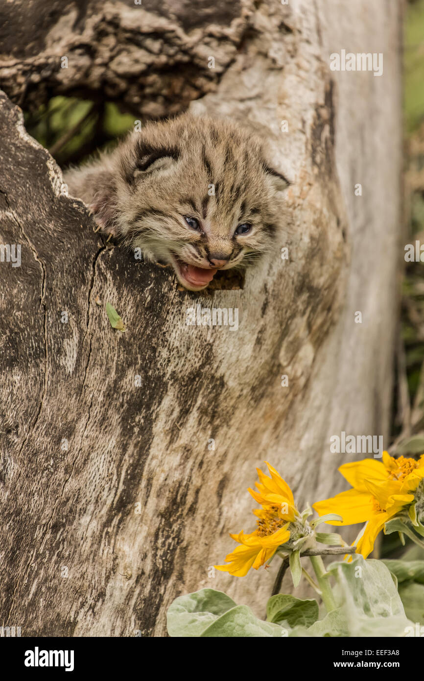 Baby bobcat kitten in a hollow log with Mules Ear wildflowers near Bozeman, Montana, USA. Stock Photo