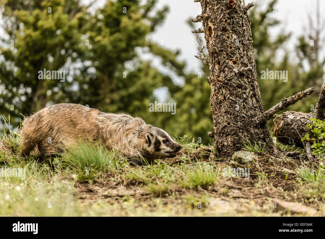 American Badger growling near Bozeman, Montana, USA. Stock Photo