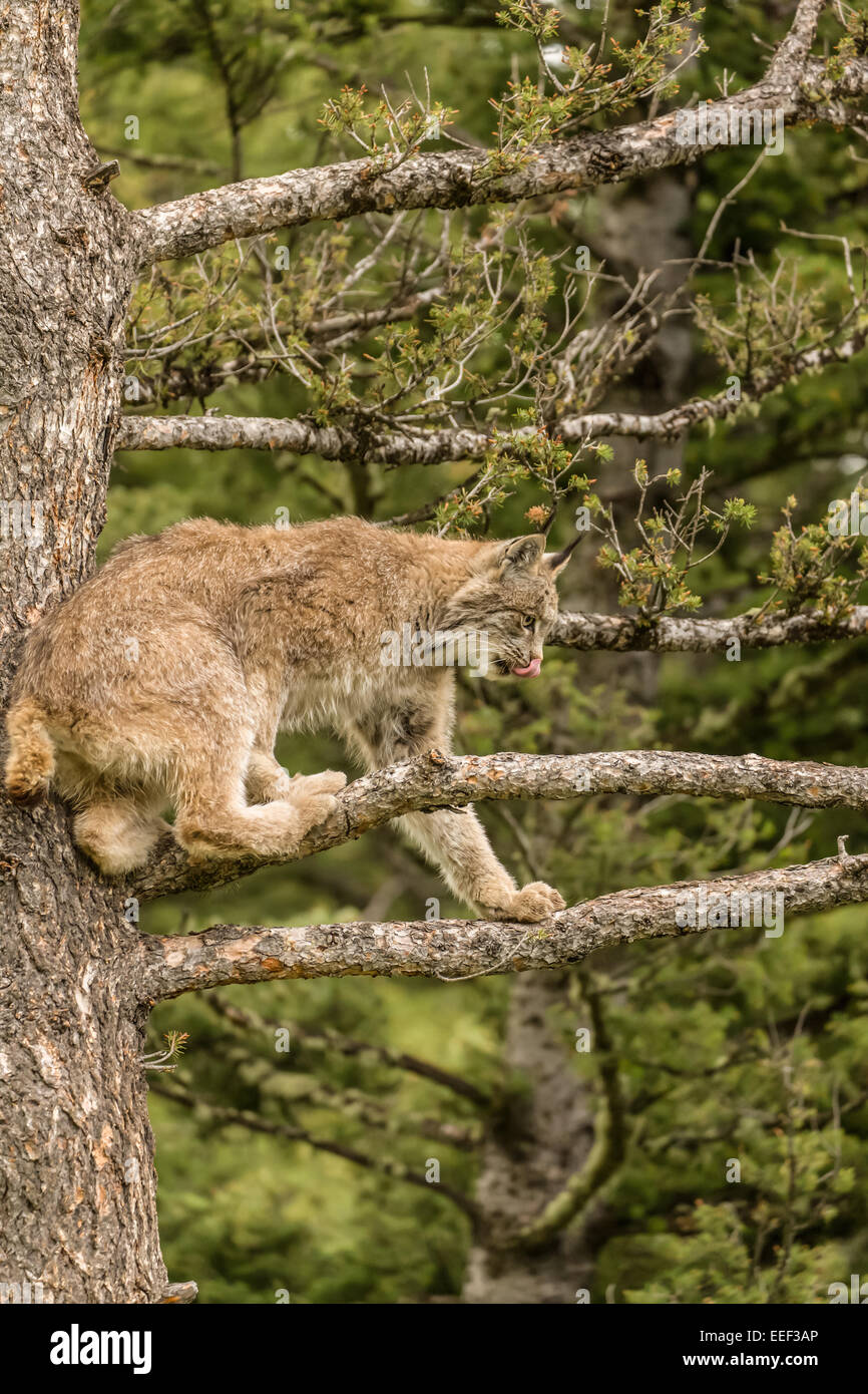 Sub-Adult Canada Lynx climbing in a tree, getting a better view of prey, near Bozeman, Montana, USA. Stock Photo