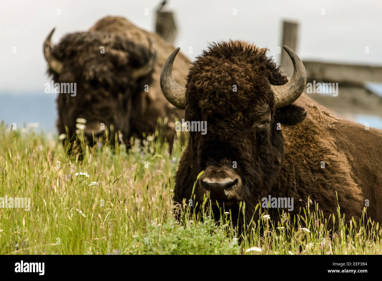 Two bison resting in National Bison Range, Montana, USA Stock Photo Alamy