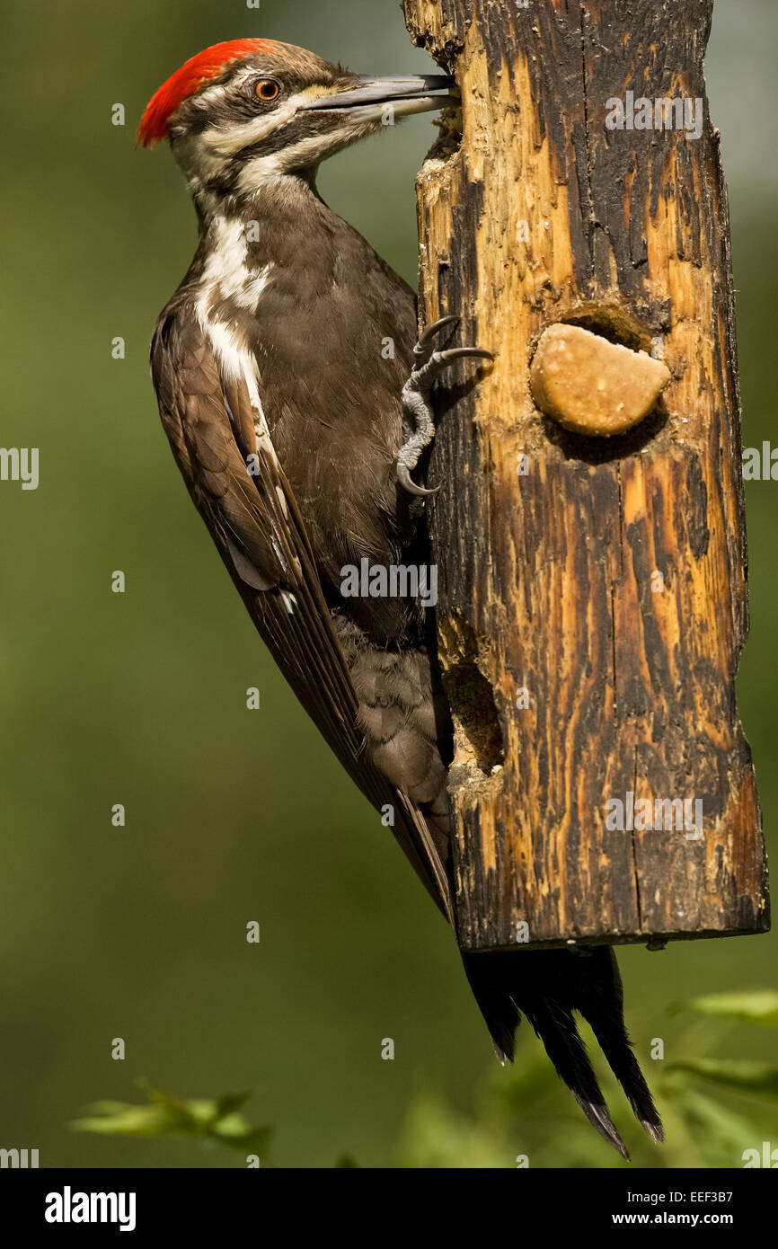 Pileated Woodpecker (Drycopus pileatus) eating from a log suet feeder