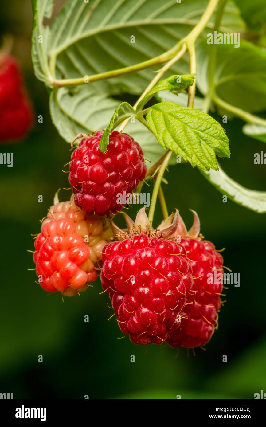 Cluster of raspberries in various stages of ripeness growing on a vine