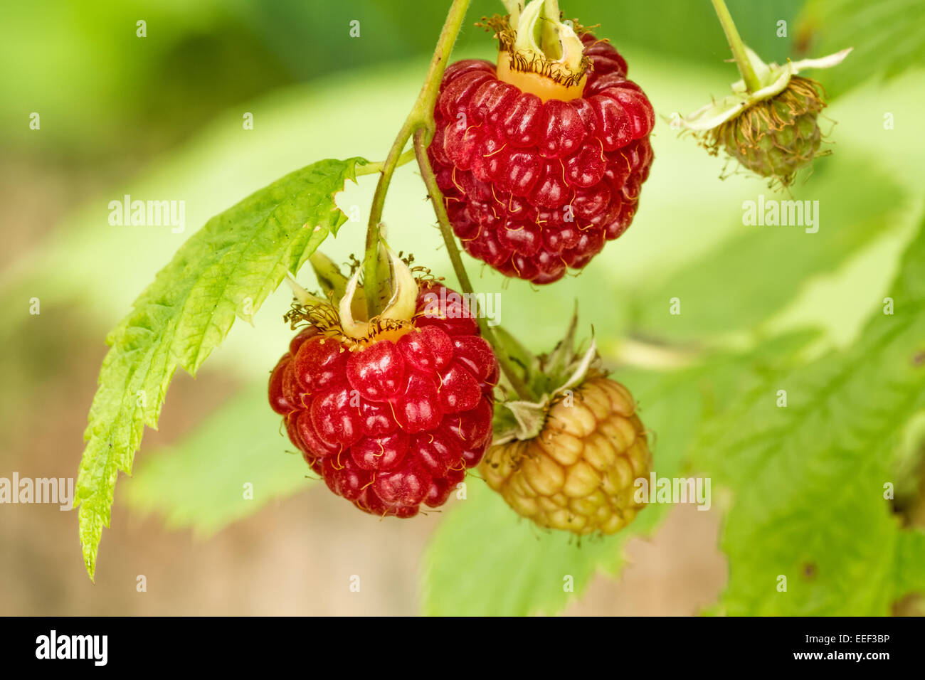Cluster of raspberries in various stages of ripeness growing on a vine