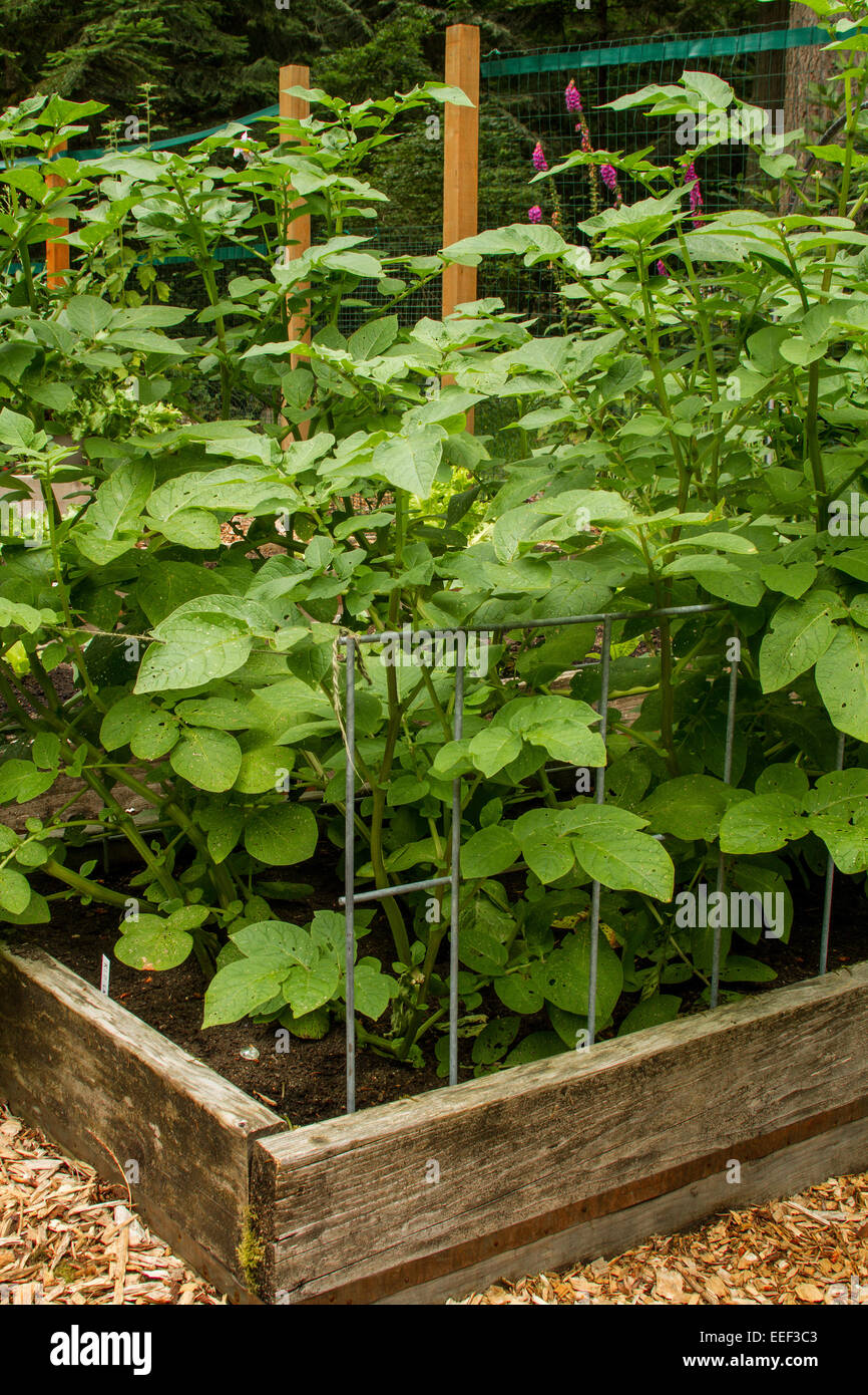 Raised beds growing vegetables hires stock photography and images Alamy