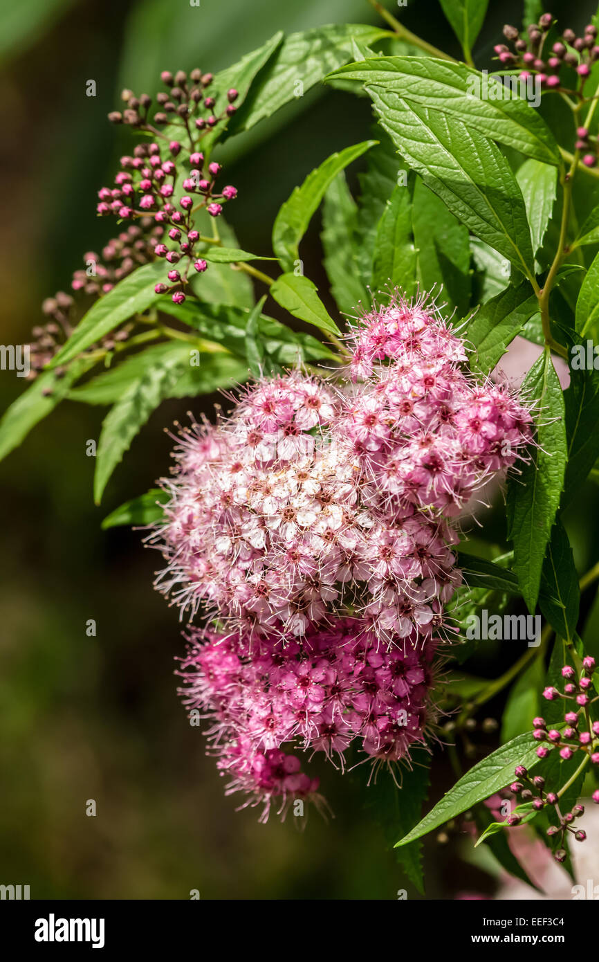 Little Princess Japanese Spirea blooms profusely in mid-to-late summer on a dense mound, in western Washington, USA Stock Photo