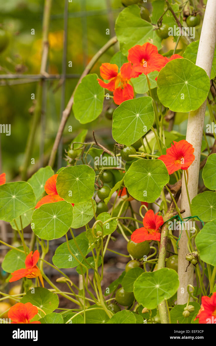 Nasturtium flowers growing with Sungold cherry tomatoes in a vegetable garden as a companion plant in western Washington, USA Stock Photo