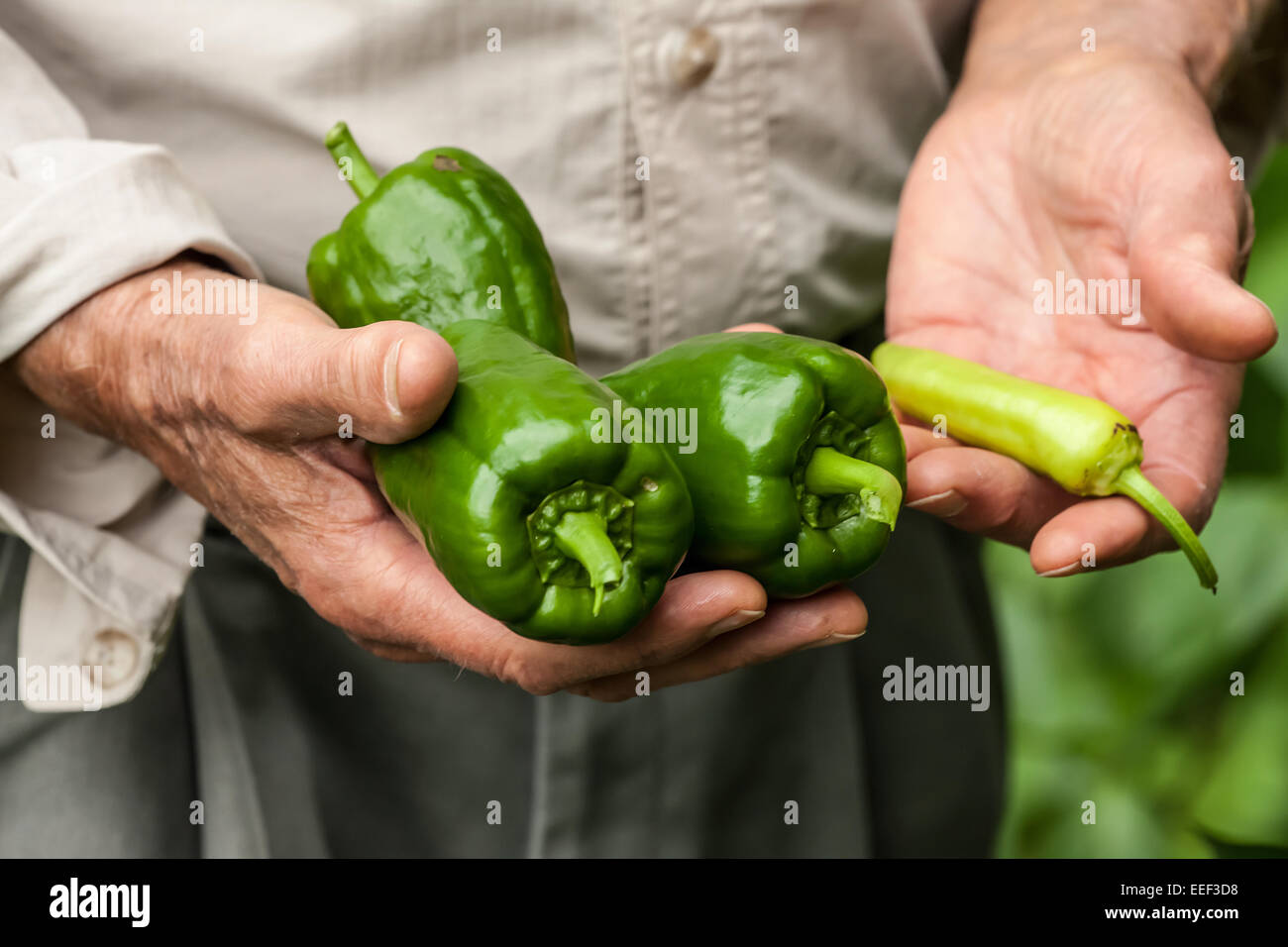 Man in his seventies with freshly harvested sweet green bell peppers and a chile pepper from his garden in western Washington Stock Photo