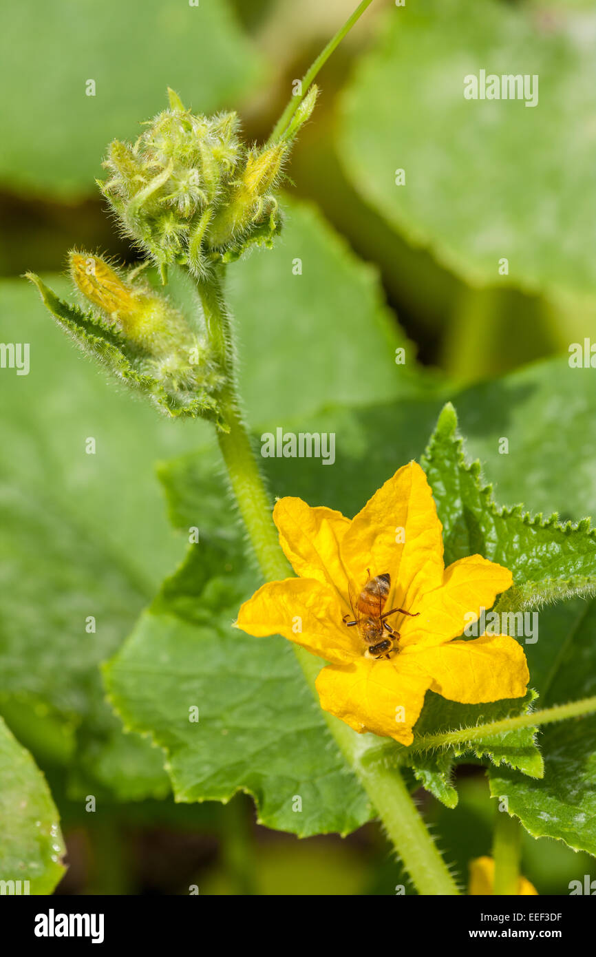 Honeybee pollinating an heirloom lemon cucumber blossom in western Washington, USA Stock Photo