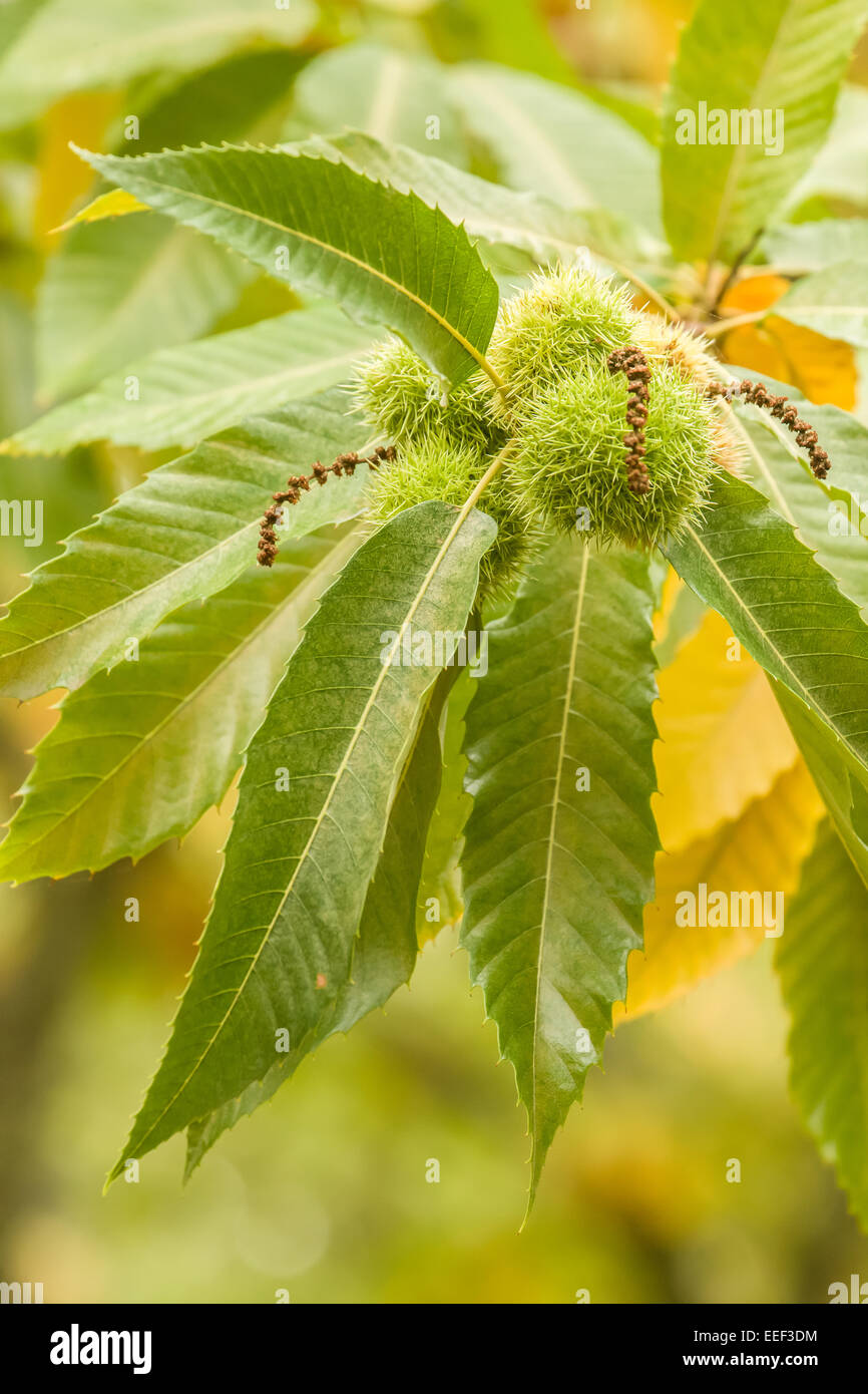 Chestnuts on a  tree at the Nella Chestnut Farm near Hood River, Oregon, USA.  Shown are the chestnut catkins and spiny cupules. Stock Photo