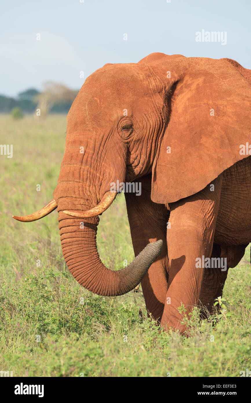 Red colored African elephant feeding grass, Tsavo National Park, Kenya Stock Photo