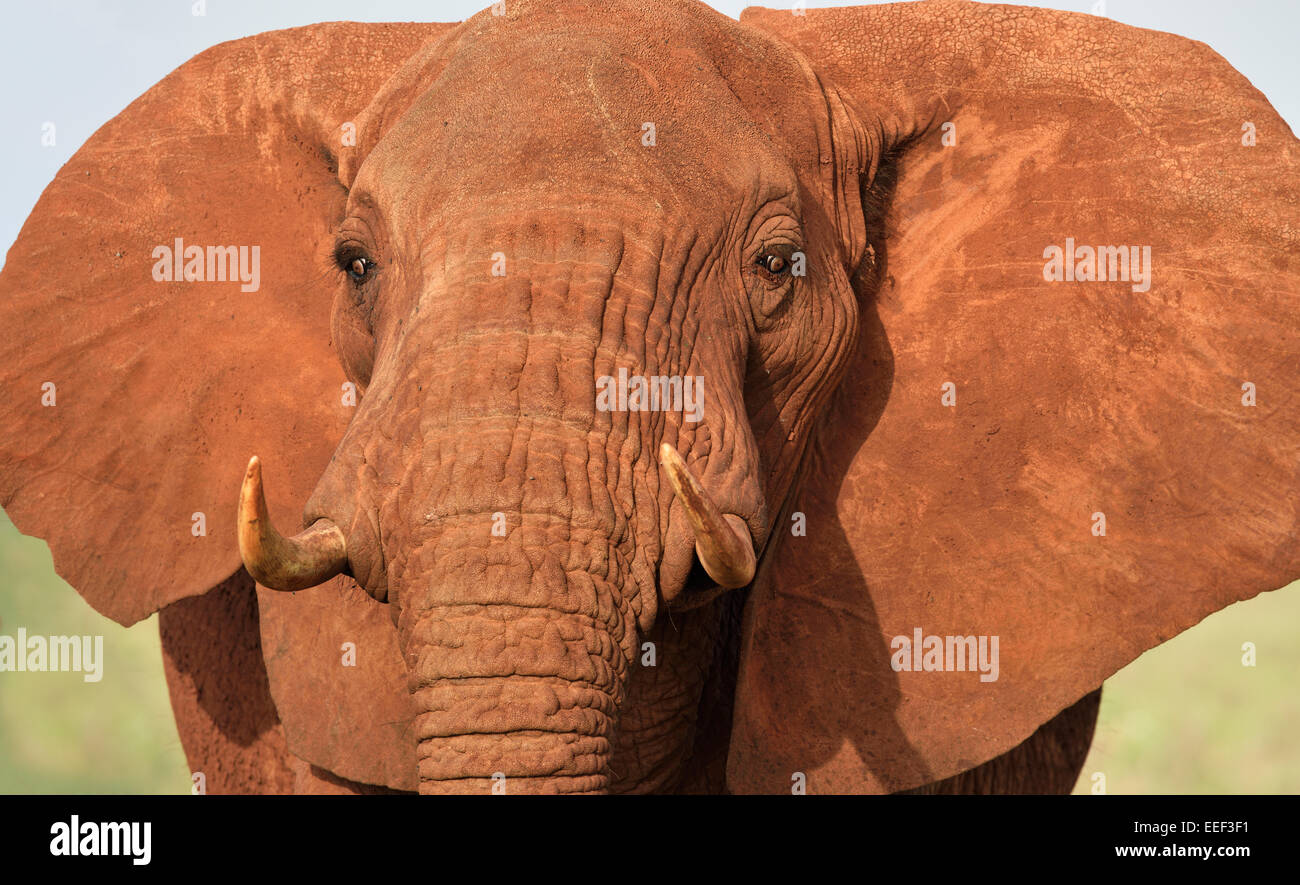 Red colored African elephant frontal portrait, Tsavo National Park, Kenya Stock Photo