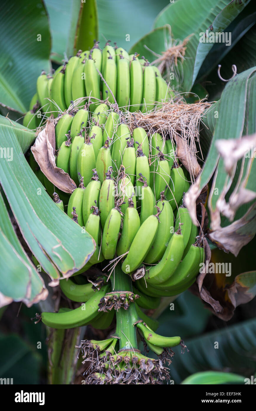 cluster of bananas Stock Photo