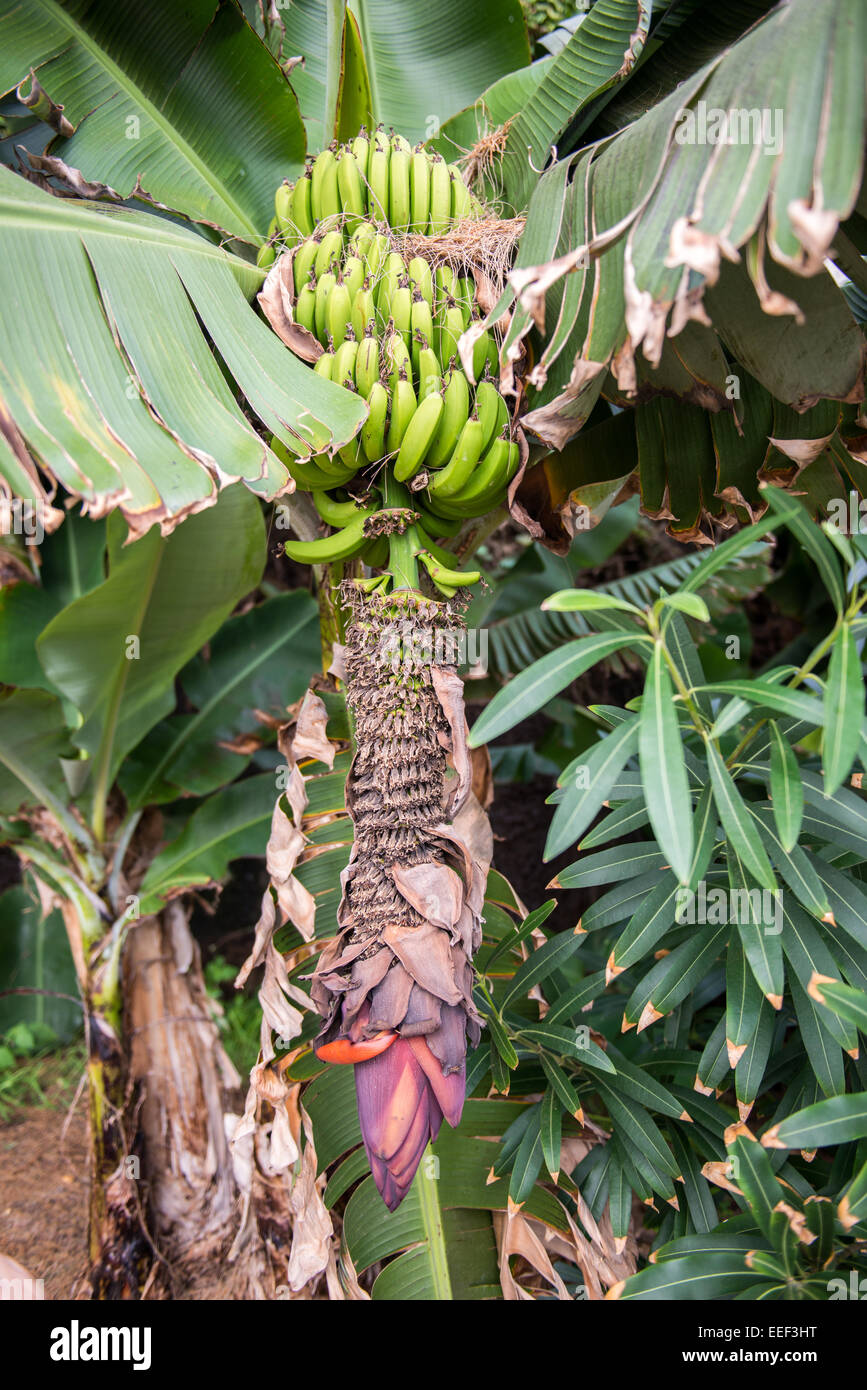 Bananas and flower Stock Photo