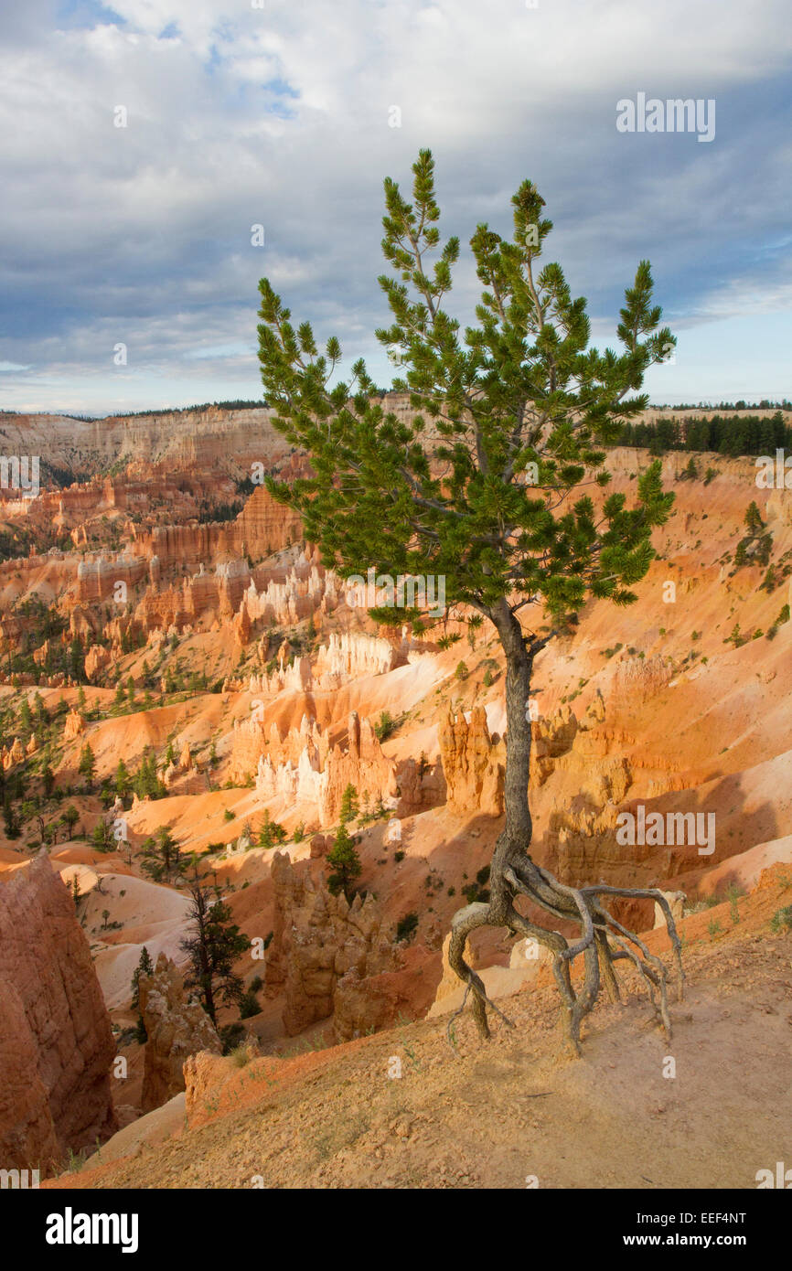 Colorado Pinyon Pine tree (Pinus edulis) 'the walking tree' with roots exposed at Sunrise Point, Bryce Canyon, Utah, USA in July Stock Photo